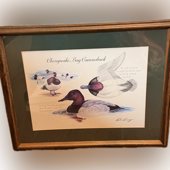 Framed Art Print Titled Chesapeake Bay Canvasback by Artist Bob Berry